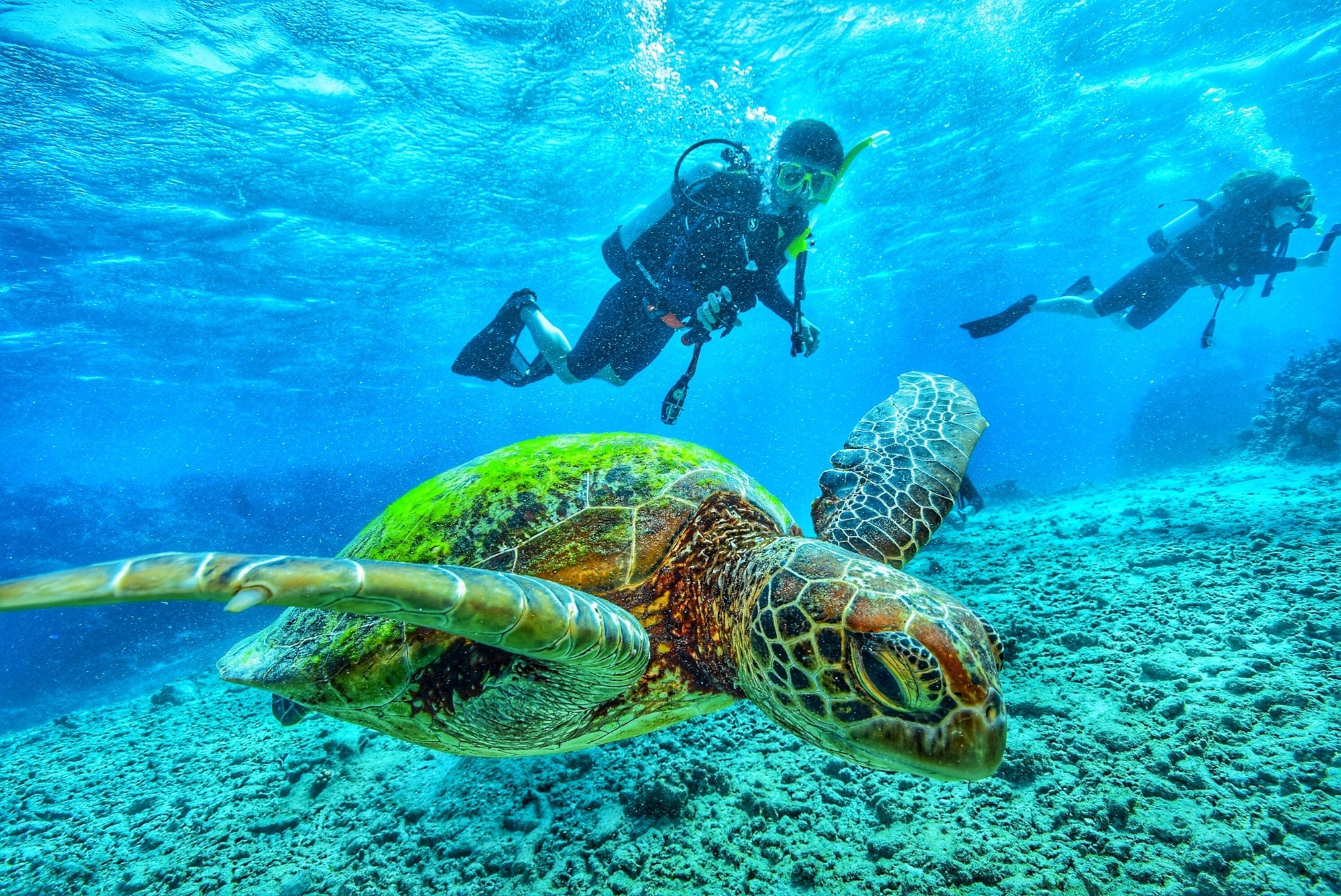 An image of a man diving next to turtles