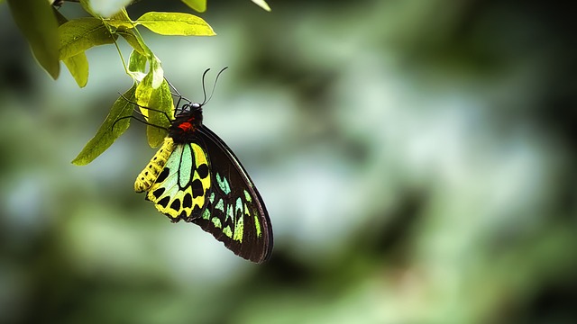 an image of a butterfly